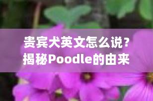 贵宾犬英文怎么说？揭秘Poodle的由来与背后的文化故事
