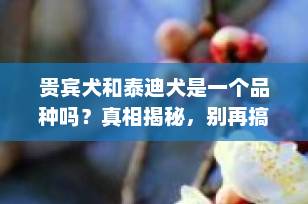 贵宾犬和泰迪犬是一个品种吗？真相揭秘，别再搞混了！