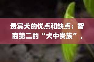 贵宾犬的优点和缺点：智商第二的“犬中贵族”，真的适合你家吗？