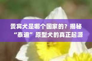 贵宾犬是哪个国家的？揭秘“泰迪”原型犬的真正起源