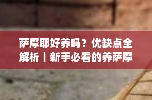 萨摩耶好养吗？优缺点全解析｜新手必看的养萨摩耶指南（2025最新版）