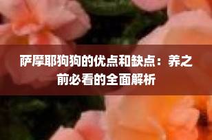萨摩耶狗狗的优点和缺点：养之前必看的全面解析