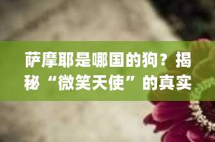 萨摩耶是哪国的狗？揭秘“微笑天使”的真实起源与传奇故事