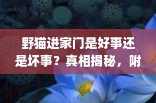 野猫进家门是好事还是坏事？真相揭秘，附科学应对指南