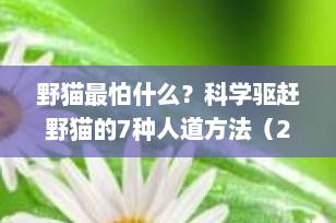 野猫最怕什么？科学驱赶野猫的7种人道方法（2025最新指南）