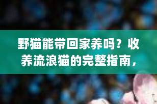 野猫能带回家养吗？收养流浪猫的完整指南，新手必看！