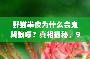 野猫半夜为什么会鬼哭狼嚎？真相揭秘，90%的人都误会了！