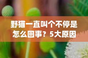野猫一直叫个不停是怎么回事？5大原因全解析，养猫人必看！