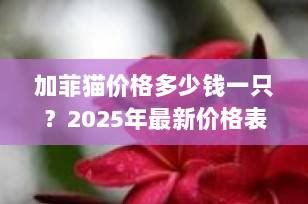 加菲猫价格多少钱一只？2025年最新价格表+选购避坑指南