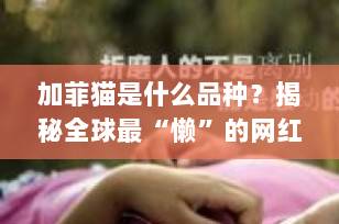 加菲猫是什么品种？揭秘全球最“懒”的网红猫真实身份！