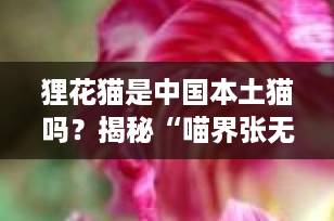 狸花猫是中国本土猫吗？揭秘“喵界张无忌”的千年血脉与战斗基因