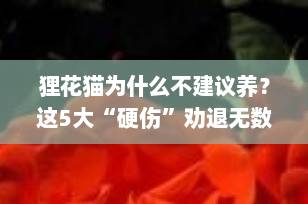 狸花猫为什么不建议养？这5大“硬伤”劝退无数铲屎官！真实原因太扎心