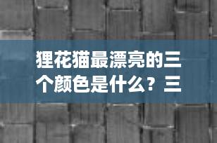 狸花猫最漂亮的三个颜色是什么？三花、彩狸、玳瑁全解析，一文看懂！