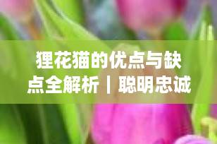 狸花猫的优点与缺点全解析｜聪明忠诚的“中华神猫”，你真的了解它吗？