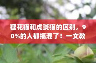 狸花猫和虎斑猫的区别，90%的人都搞混了！一文教你轻松分辨+科学喂养建议