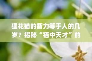 狸花猫的智力等于人的几岁？揭秘“猫中天才”的大脑世界