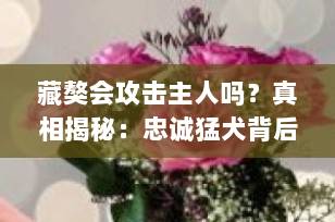 藏獒会攻击主人吗？真相揭秘：忠诚猛犬背后的科学养护之道