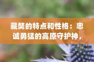 藏獒的特点和性格：忠诚勇猛的高原守护神，你了解多少？