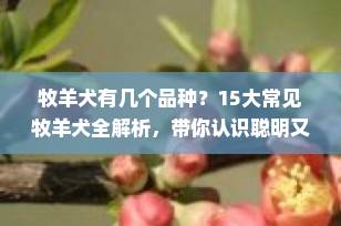 牧羊犬有几个品种？15大常见牧羊犬全解析，带你认识聪明又忠诚的工作犬！