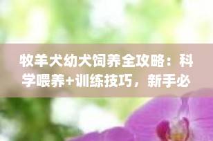 牧羊犬幼犬饲养全攻略：科学喂养+训练技巧，新手必看！