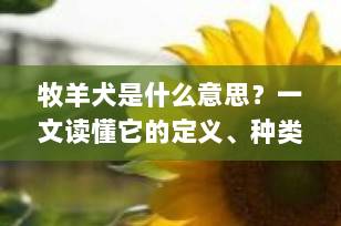 牧羊犬是什么意思？一文读懂它的定义、种类与饲养要点（2025最新科普）