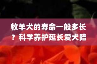 牧羊犬的寿命一般多长？科学养护延长爱犬陪伴时光