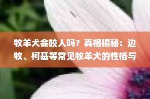 牧羊犬会咬人吗？真相揭秘：边牧、柯基等常见牧羊犬的性格与安全指南