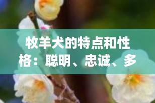 牧羊犬的特点和性格：聪明、忠诚、多才多艺的全能伙伴