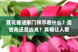 狸花猫进家门预示着什么？是吉兆还是凶兆？真相让人意想不到！