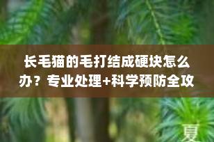 长毛猫的毛打结成硬块怎么办？专业处理+科学预防全攻略（2025最新版）