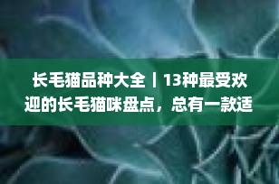 长毛猫品种大全｜13种最受欢迎的长毛猫咪盘点，总有一款适合你！