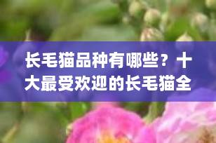 长毛猫品种有哪些？十大最受欢迎的长毛猫全解析（2025最新版）