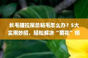 长毛猫拉屎总粘毛怎么办？5大实用妙招，轻松解决“菊花”烦恼！