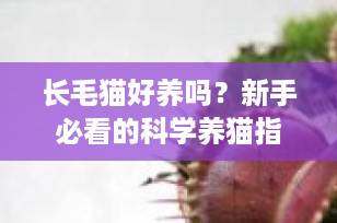 长毛猫好养吗？新手必看的科学养猫指南（2025最新版）