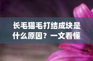 长毛猫毛打结成块是什么原因？一文看懂成因、处理与预防全攻略