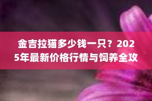 金吉拉猫多少钱一只？2025年最新价格行情与饲养全攻略