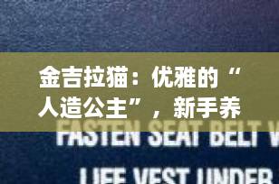 金吉拉猫：优雅的“人造公主”，新手养猫的理想之选（附饲养全攻略）