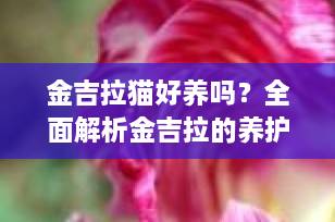 金吉拉猫好养吗？全面解析金吉拉的养护要点与真实体验