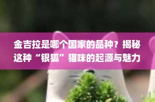 金吉拉是哪个国家的品种？揭秘这种“银狐”猫咪的起源与魅力