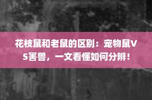 花枝鼠和老鼠的区别：宠物鼠VS害兽，一文看懂如何分辨！