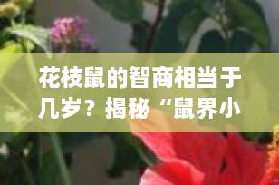 花枝鼠的智商相当于几岁？揭秘“鼠界小天才”的真实智力水平