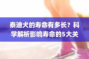 泰迪犬的寿命有多长？科学解析影响寿命的5大关键因素