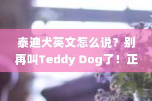 泰迪犬英文怎么说？别再叫Teddy Dog了！正确表达原来是这个！