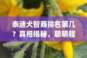 泰迪犬智商排名第几？真相揭秘，聪明程度远超你想象！