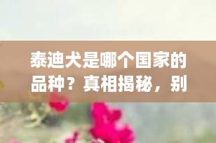 泰迪犬是哪个国家的品种？真相揭秘，别再搞错了！