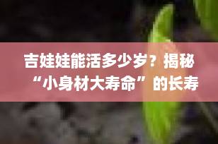 吉娃娃能活多少岁？揭秘“小身材大寿命”的长寿秘诀！