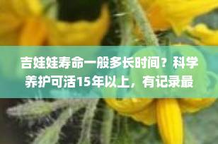 吉娃娃寿命一般多长时间？科学养护可活15年以上，有记录最长达20年！