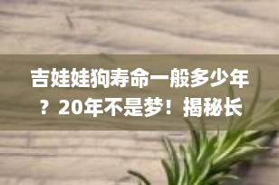 吉娃娃狗寿命一般多少年？20年不是梦！揭秘长寿秘诀