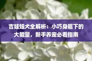 吉娃娃犬全解析：小巧身躯下的大能量，新手养宠必看指南