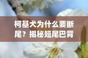 柯基犬为什么要断尾？揭秘短尾巴背后的5大真相与现代争议（2025最新解读）